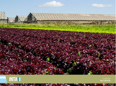 NUEVA PUBLICACIÓN: INTA presenta el «Manual de producción integrada de las principales especies hortícolas de Argentina»